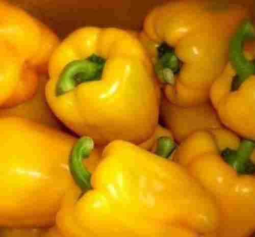 2 Kilogram Commonly Cultivated Food Grade Raw Bell Pepper For Cooking Use