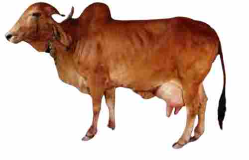 Desi Farming Brown Cow
