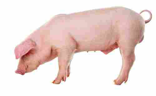 225 Kilogram Danish Landrace Breed Female Farm Pig