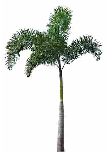 Outdoor Date Fruits Palm Tree For Planting, 2 Meter Long 