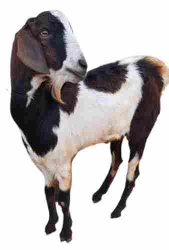 Disease Free Pure Healthy Large Size White And Black Sojat Live Goat