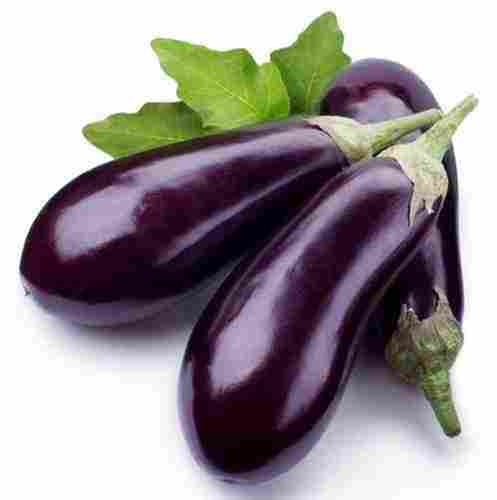 Rich In Potassium Iron And Calcium Slightly Firmed Organic Brinjal
