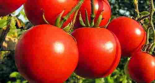 Anti-Inflammatory Antioxidants Red Fresh Raw Tomato
