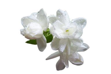 Eco-Friendly Insect Resistant 99.9% Pure Fresh A Grade White Jasmine Flower