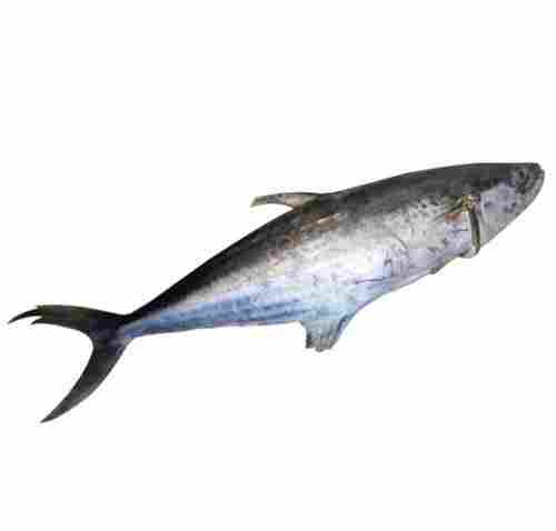 Highly Nutrient Enriched Medium Size Fresh Water Alive Fish For Cooking
