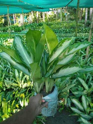 Aglaonema Ernesto Hybrid Plant For Outdoor With 15 Cm Stem Length