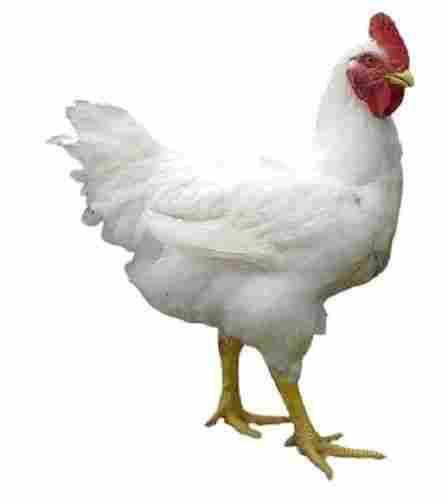Young White Broiler Live Chicken For Poultry Farm