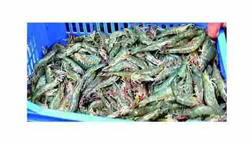 Nutrient Enriched Healthy A Grade 99.9% Pure Fresh Whole Fish For Eating