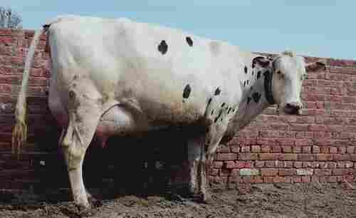 Holstein Friesian (HF) Cow For Dairy Farm Business