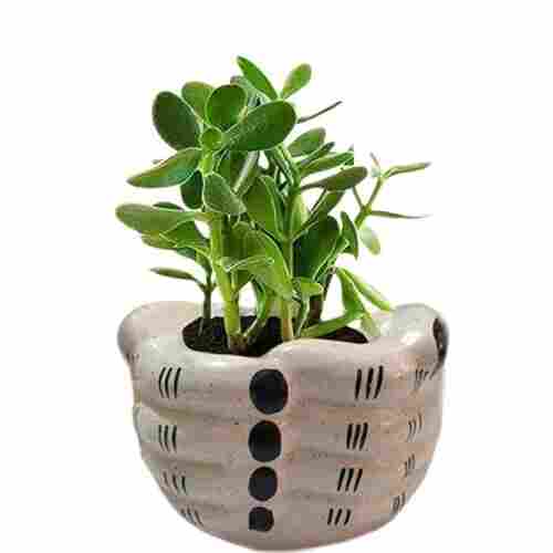 Black And White Color Flower Pot