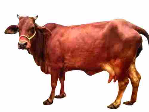 Healthy And Disease Free Brown Dairy Cow