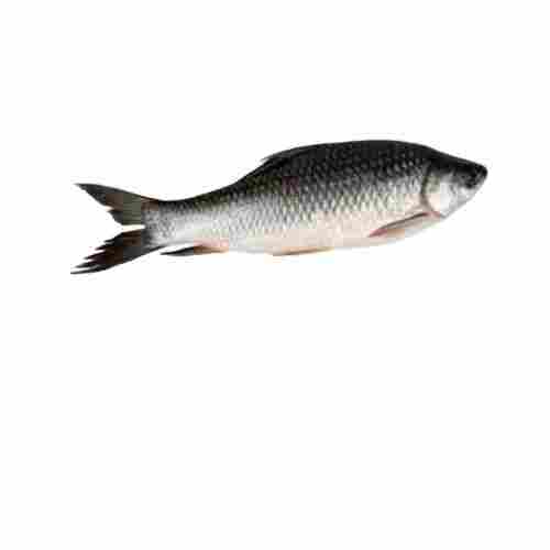 Banito Fish