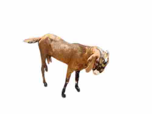 A Grade Disease Free Pure Healthy Large Size Sirohi Female Goat