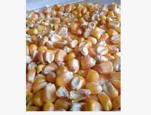 Free From Impurities Indian Yellow Maize