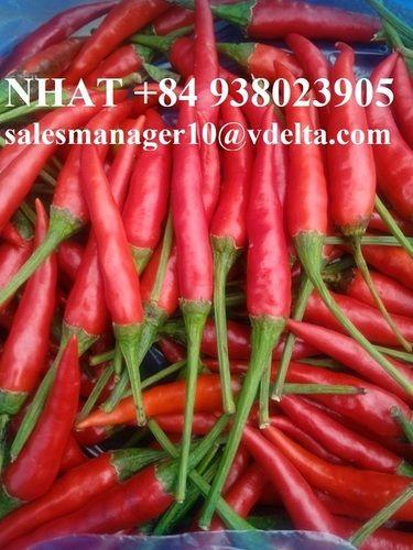  Top Wholesale Frozen Red Chili Vietnam/ Premium Quality And Competitive Price Accuracy: 100  %