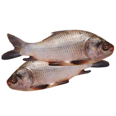 A Grade Nutrient Enriched Healthy 99.9 Percent Pure Fresh Rohu Fish For Eating