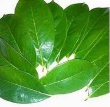 Dark Green Herbal Leaves Powder - Soursop