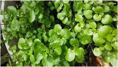 Fresh Watercress Age Group: Suitable For All