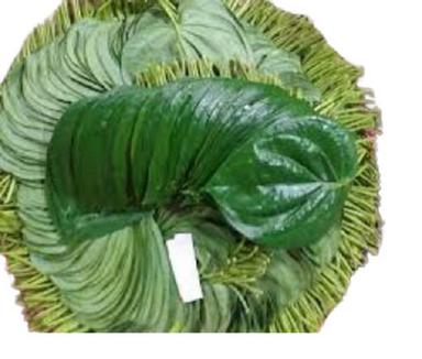 A Grade 100 Percent Purity Eco-Friendly Insect Resistant Green Betel Leaves