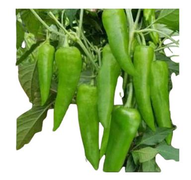 A Grade 100 Percent Purity Agricultural Hybrid Green Hot Pepper Seed for Plantation