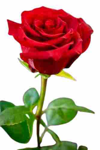 Fresh Red Rose