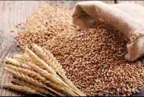 Brown Wheat Grain