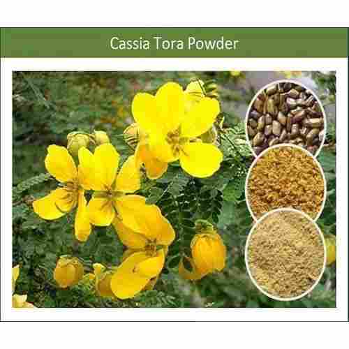 Good Quality Fresh Cassia Tora Powder