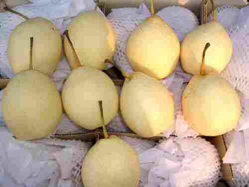 Ya/ Shandong Pear