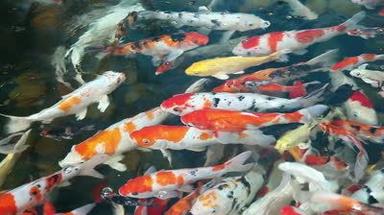 Koi Carp Fish