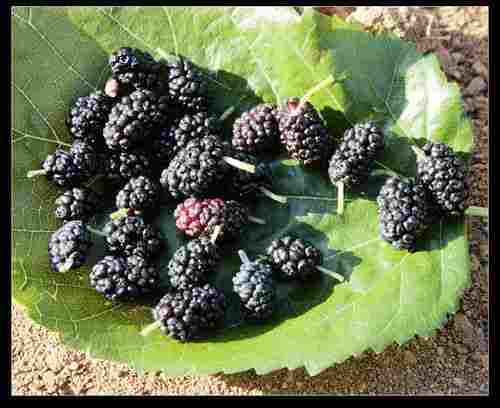 Mulberry Fruit P.E Plant Extract