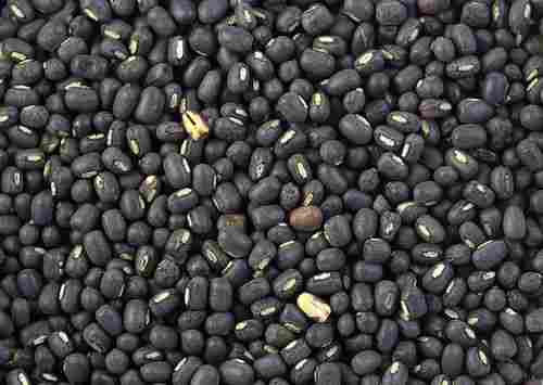 Black Urad Pulses Lentils