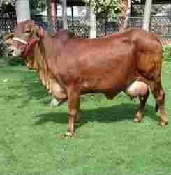 Best Quality Sahiwal Cow