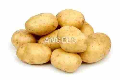 Fresh Preserved Potato