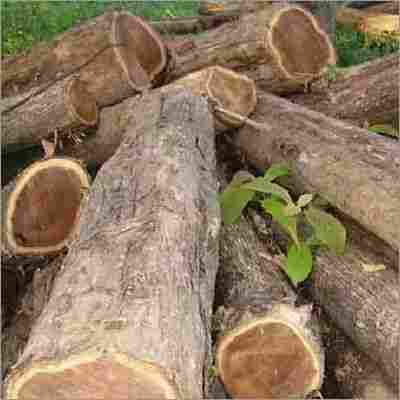 Teak Wood Timber Logs