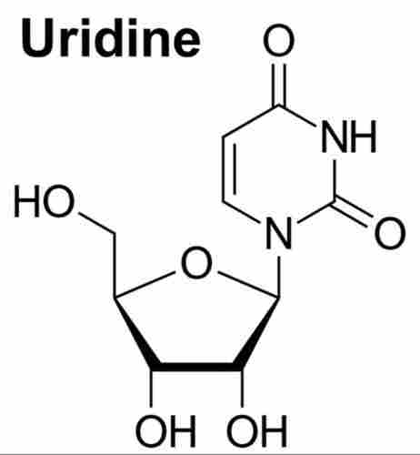 Uridine For Enhance Cognitive Function And Neuroprotection