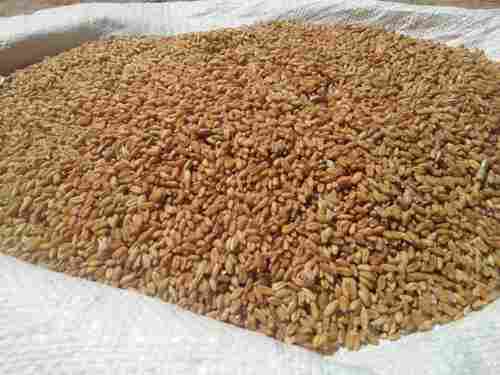 Export Quality Indian Wheat Grain