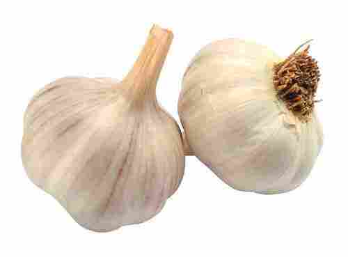 Export Quality Fresh Organic Garlic