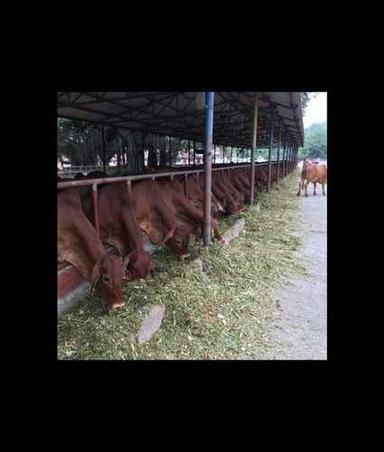 Brown And Reddish Sahiwal Cow With High Milk