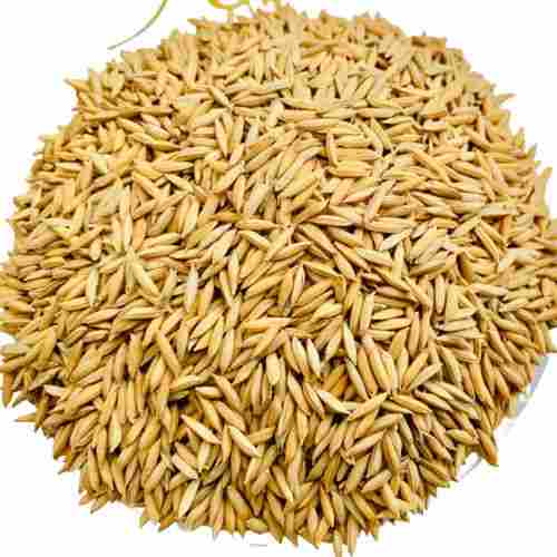 Commonly Cultivated Pure And Dried Paddy Seeds