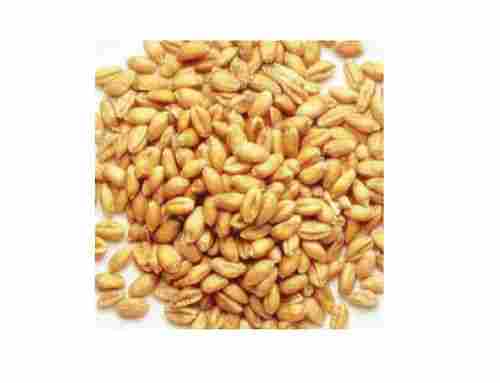 1 Kilogram Brown Color 15 Percent Moisture Pure And Fresh Organic Wheat Seeds 