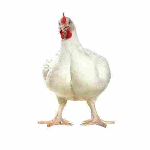 Indian Rich Naturally High Protein And Fresh Pure White Broiler Chicken