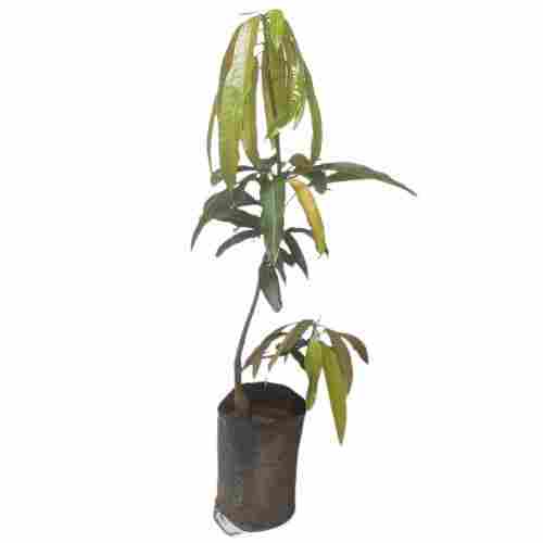 20 Inch Length Branching With A Thick Trunk And Broad Rounded Canopy Mango Plant