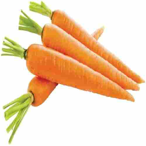 Farm Grown Delicious Fresh Carrot