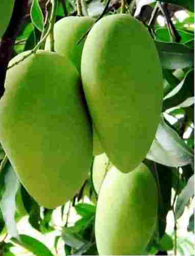Indian Origin Fresh Neelam Mango