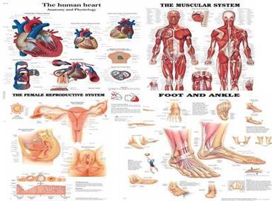 Human Anatomy & Physiology Charts 