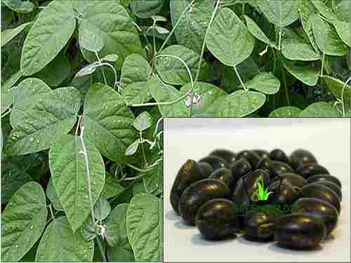 Black Kinvach (Mucuna Bracteata) Cover Crop Seeds