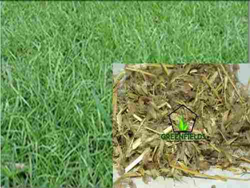 Dinanath Grass Seed ( Pennisetum Pedicellatum )