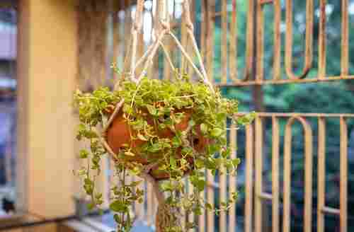 Hanging style Decorative Planter
