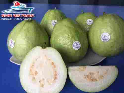 Fresh Guava With The Best Price