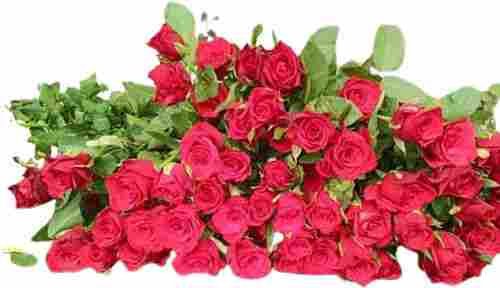 Dutch Red Stick Roses
